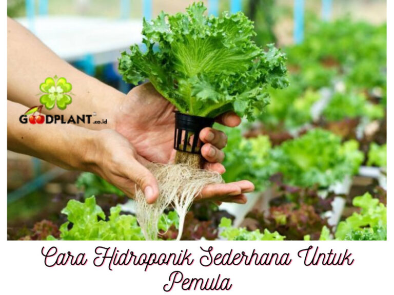 Sejarah dan 3 Tata Cara Hidroponik Sederhana Untuk Pemula - CV GOODPLANT Indonesia
