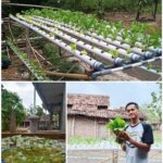 Tri mulyono - CV GOODPLANT Indonesia