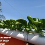 Rahmat ardi - CV GOODPLANT Indonesia