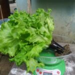 Wiji Wicaksono - CV GOODPLANT Indonesia