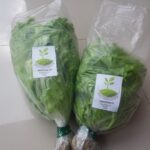 Yuwan Tenang Prayogi - CV GOODPLANT Indonesia