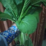 Ulfi Fatkhiyah Mahmud - CV GOODPLANT Indonesia