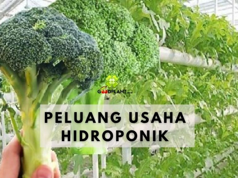 Peluang Usaha Hidroponik, Kian Banyak yang Melirik - CV GOODPLANT Indonesia