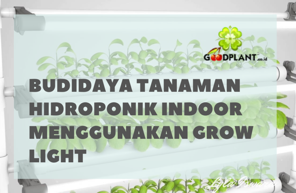 Budidaya Tanaman Hidroponik Indoor Menggunakan Grow Light - CV GOODPLANT Indonesia Budidaya Tanaman Hidroponik Indoor Menggunakan Grow Light || Goodplant