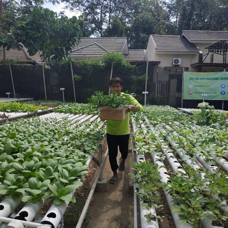Cari Tahu Apa dan Bagaimana Cara Bercocok Tanam Hidroponik Yang Tepat Untuk Pemula - CV GOODPLANT Indonesia