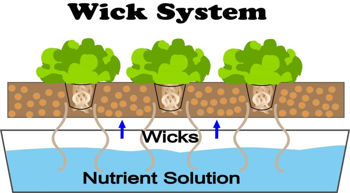 What Is Wick System Hydroponics? || Goodplant