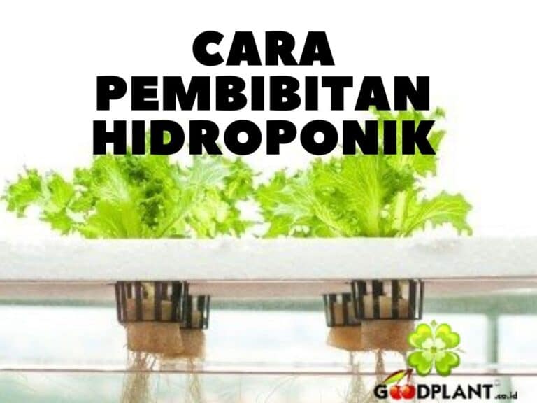 Cari Tahu Apa dan Bagaimana Cara Bercocok Tanam Hidroponik Yang Tepat Untuk Pemula - CV GOODPLANT Indonesia