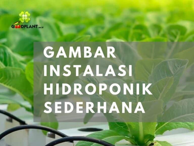 Gambar Instalasi Hidroponik Sederhana, Merata Terkena Sinar Matahari - CV GOODPLANT Indonesia