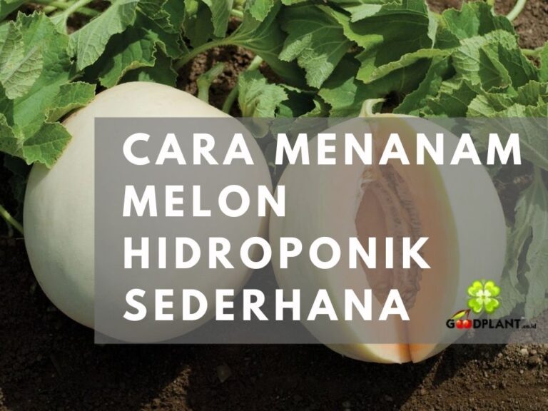 Langkah-Langkah Cara Menanam Melon Hidroponik Sederhana - CV GOODPLANT Indonesia