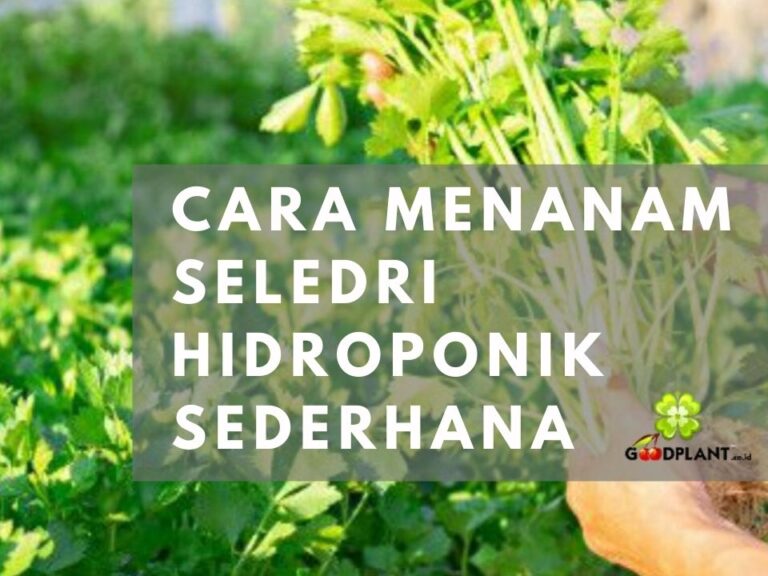 Cara Menanam Seledri Hidroponik Sederhana dengan Bahan yang Mudah Dijumpai - CV GOODPLANT Indonesia