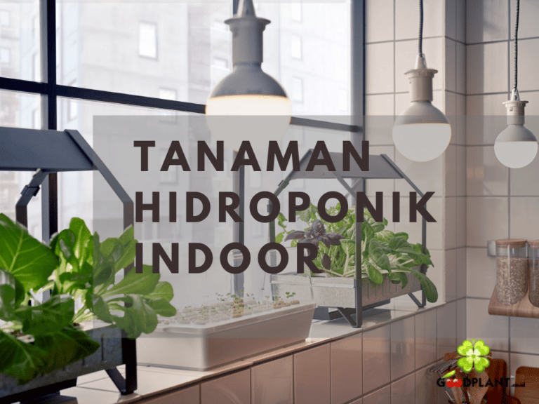 Budidaya Tanaman Hidroponik Indoor Menggunakan Grow Light - CV GOODPLANT Indonesia