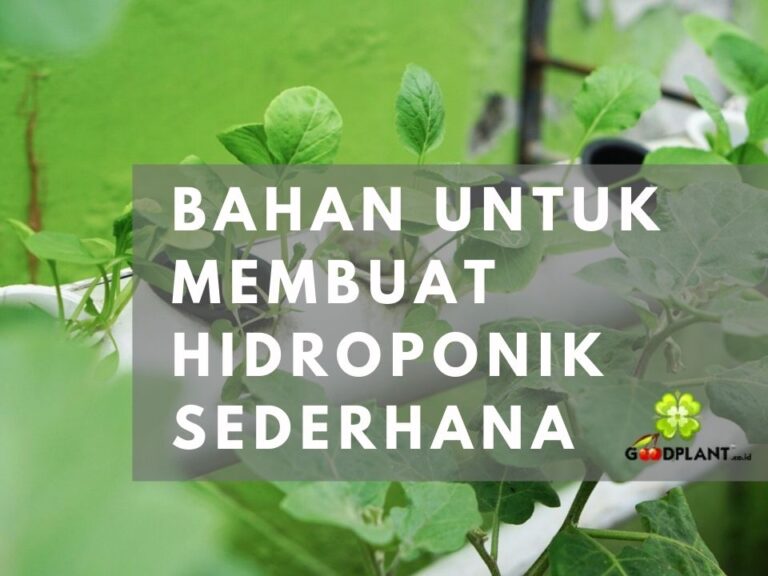 10 Bahan untuk Membuat Hidroponik Sederhana - CV GOODPLANT Indonesia