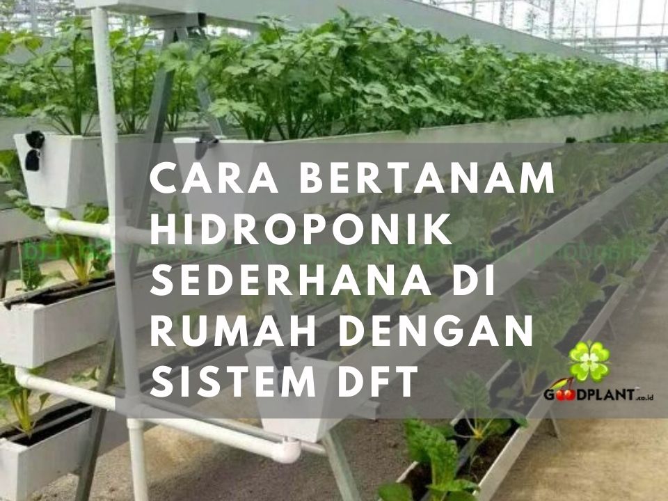 Cara Bertanam Hidroponik Sederhana di Rumah dengan Sistem DFT yang Mudah Dipraktekkan - PT. Sapto Bumi Hidroponik