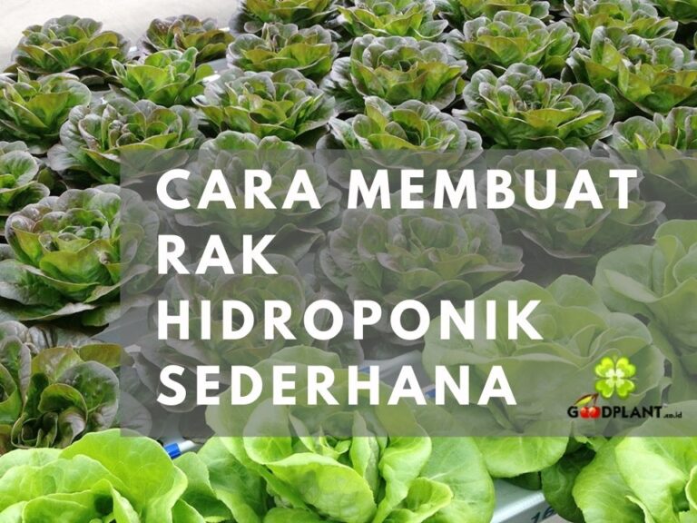 Cara Membuat Rak Hidroponik Sederhana dan Hemat Tempat - CV GOODPLANT Indonesia