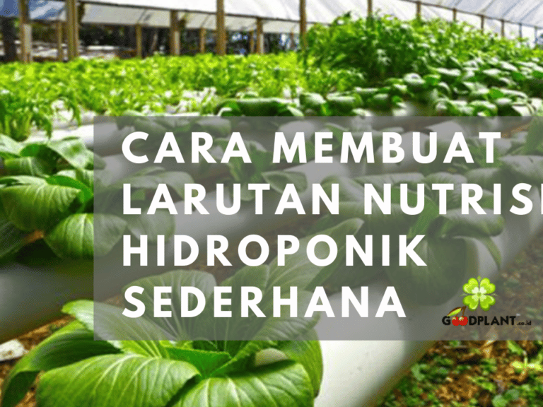2 Cara Membuat Larutan Nutrisi Hidroponik Sederhana Dengan Bahan yang Mudah Ditemukan di Sekitar Kita - CV GOODPLANT Indonesia