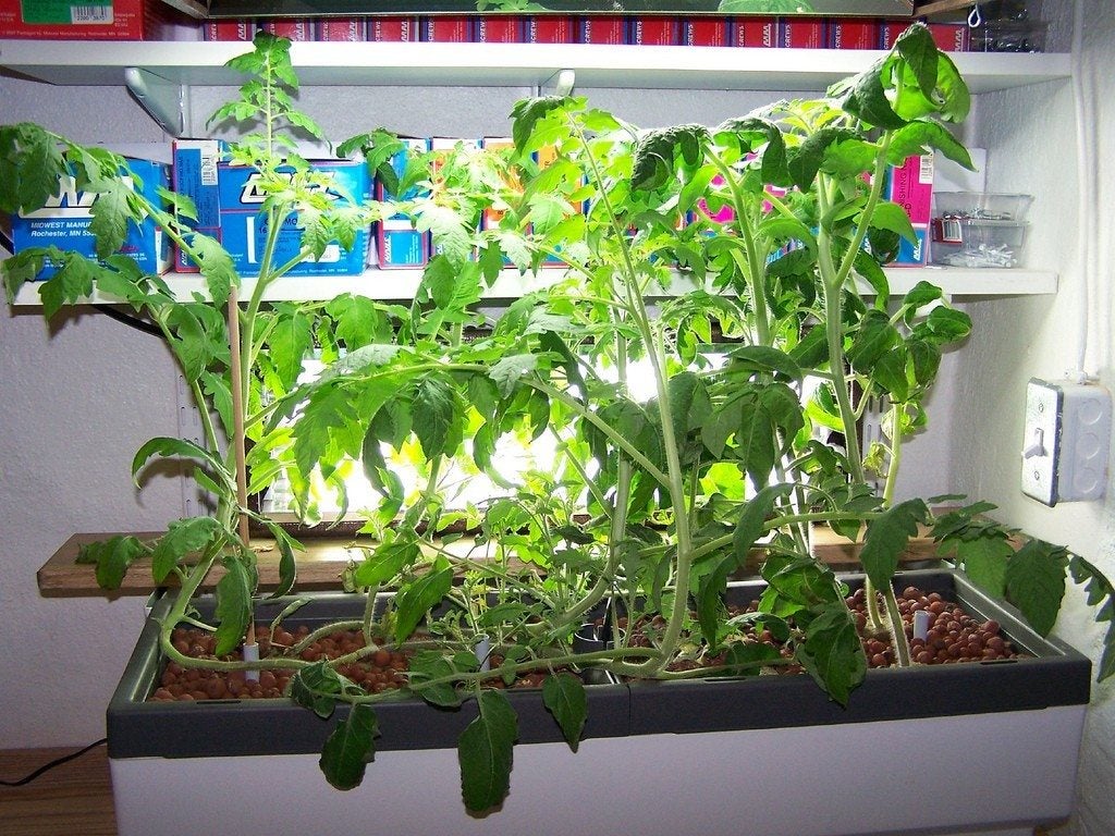 Budidaya Tanaman Hidroponik Indoor Menggunakan Grow Light - CV GOODPLANT Indonesia tanaman hidroponik indoor