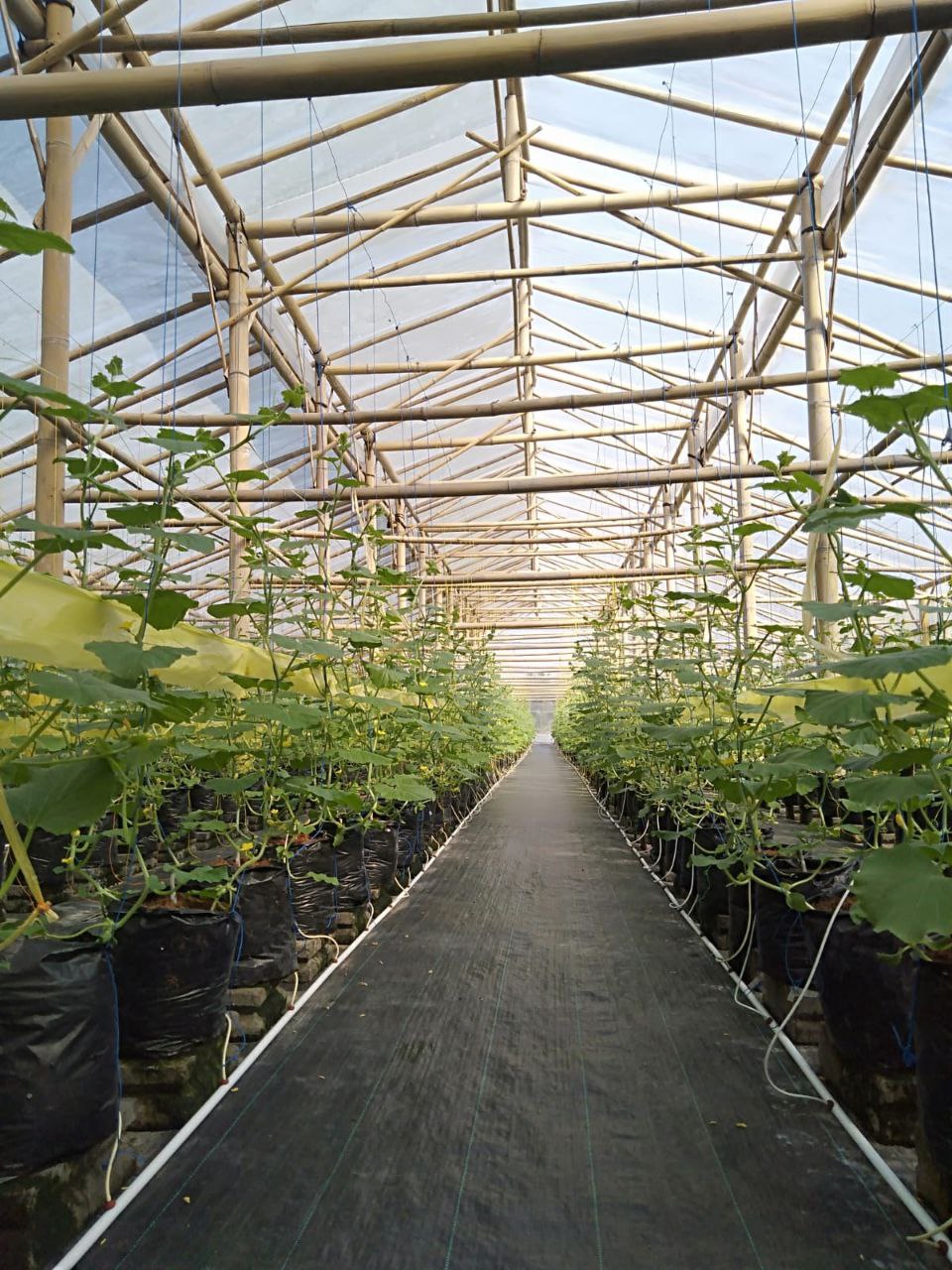 5 Tips Memilih Berbagai Bentuk Greenhouse untuk Hidroponik yang Cocok di Negara Tropis Indonesia - PT. Sapto Bumi Hidroponik
