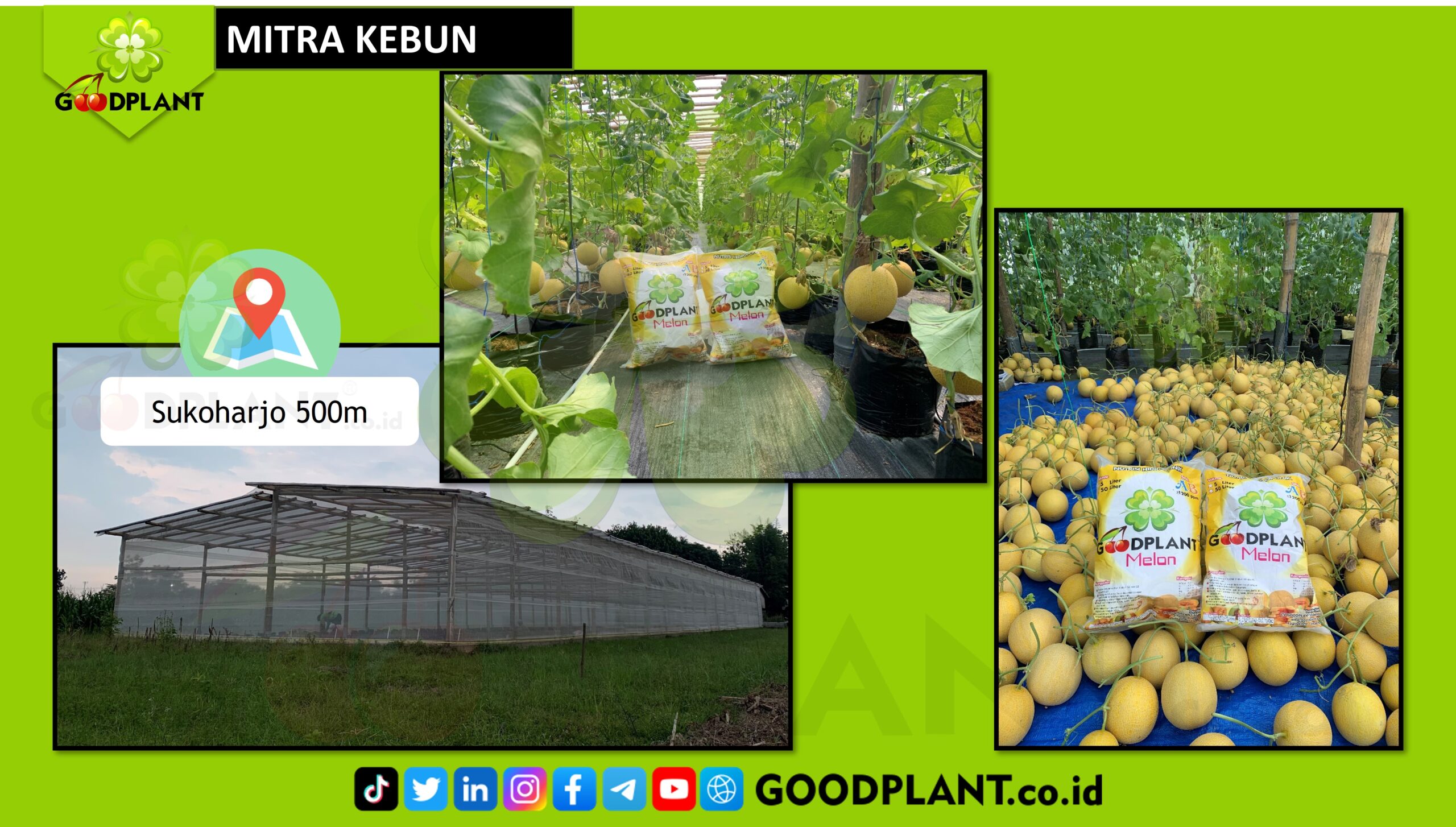 Pelatihan Hidroponik Melon - GOODPLANT | Toko dan Kebun Hidroponik | 0822 2727 3232