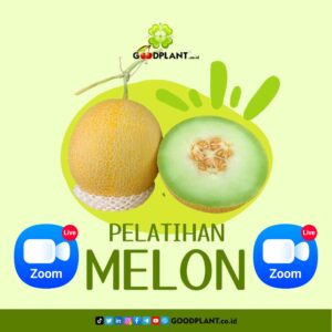Pelatihan Hidroponik Melon ZOOM Mei - PT. Sapto Bumi Hidroponik