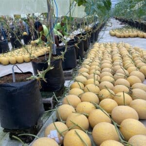 Budidaya Melon Hidroponik