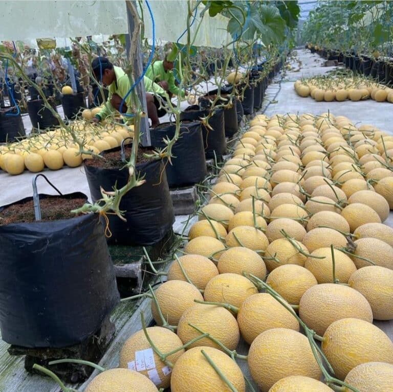 Budidaya Melon Hidroponik