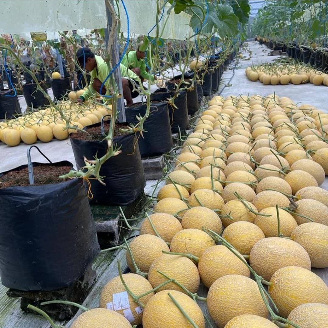 Mengoptimalkan Keuntungan dari Budidaya Melon Hidroponik: 4 Panduan Lengkap