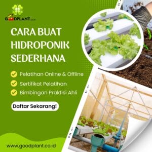 Cara Buat Hidroponik Sederhana