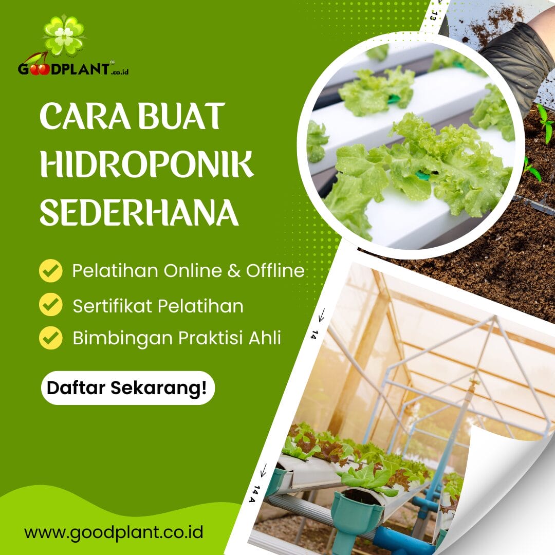 Cara Buat Hidroponik Sederhana: Panduan Praktis untuk Pemula - CV GOODPLANT Indonesia Cara Buat Hidroponik Sederhana