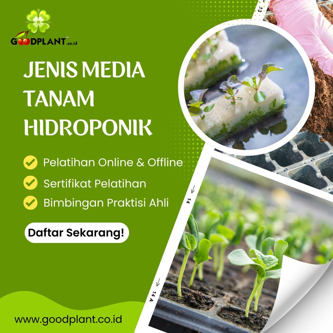 4 Jenis Media Tanam Hidroponik yang Wajib Diketahui Pemula - CV GOODPLANT Indonesia Jenis Media Tanam Hidroponik