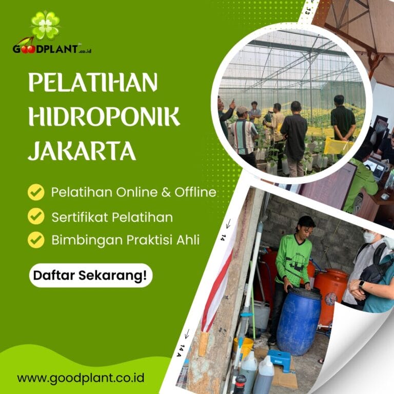 Pelatihan Hidroponik Jakarta | Mudah, Praktis, Menguntungkan - CV GOODPLANT Indonesia Pelatihan Hidroponik Jakarta