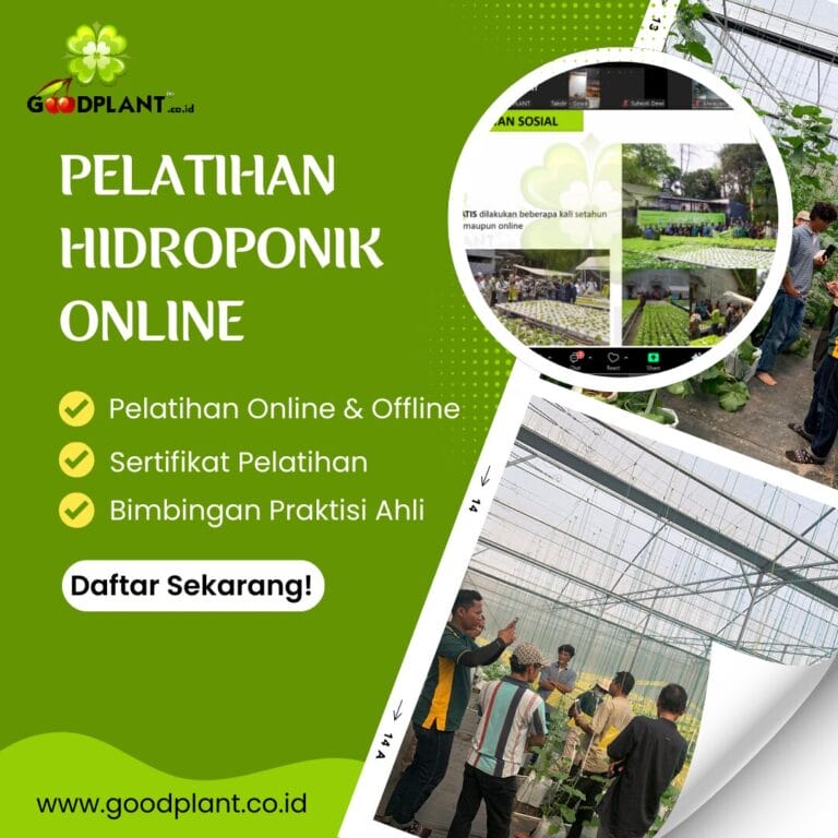 Pelatihan Hidroponik Online | Solusi Bertani dari Rumah - CV GOODPLANT Indonesia Pelatihan Hidroponik online