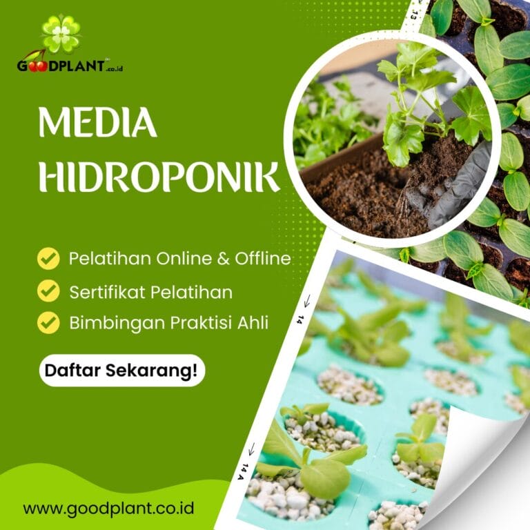 Media Hidroponik