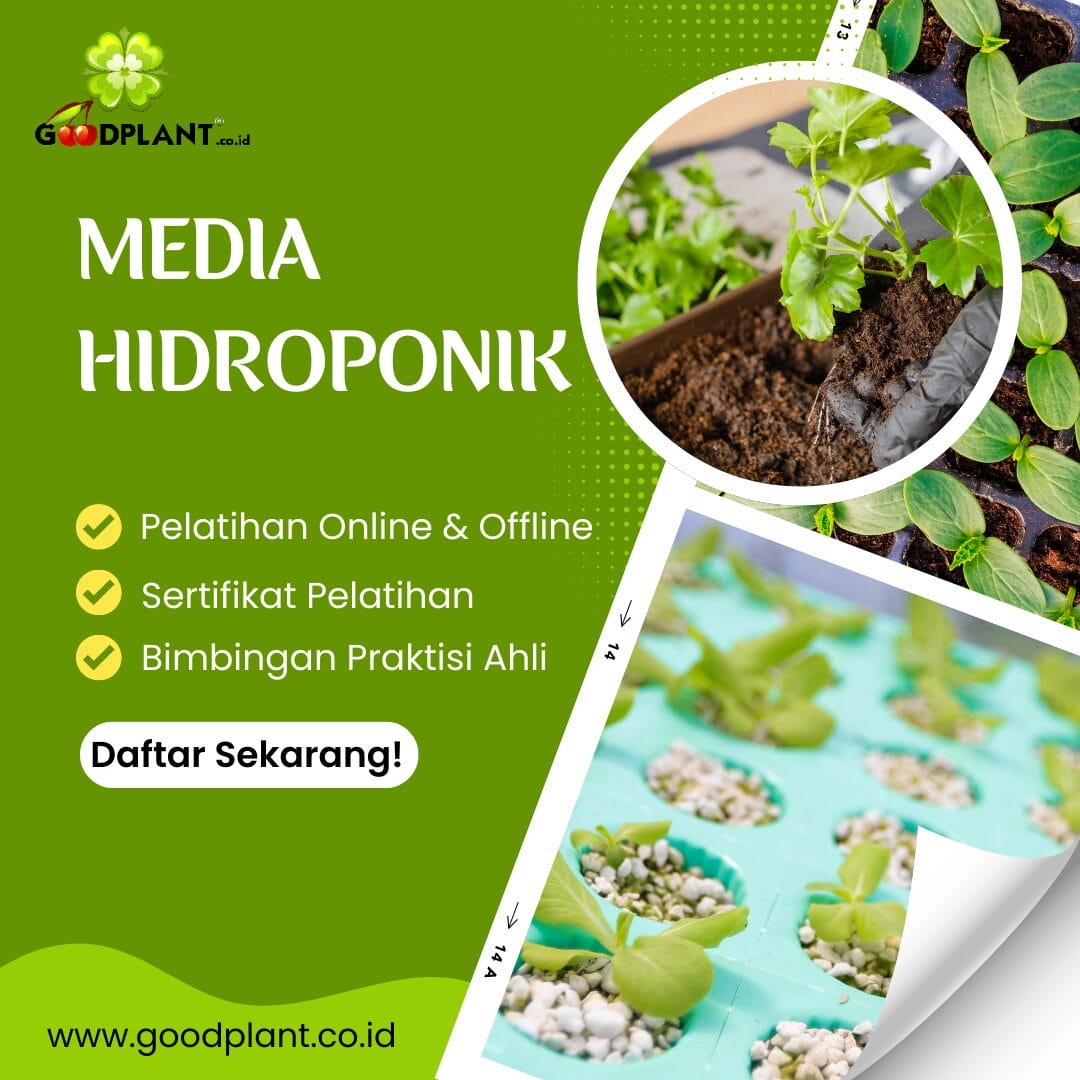 5 Rekomendasi Jenis Media Hidroponik yang Efisien dan Murah - CV GOODPLANT Indonesia Media Hidroponik