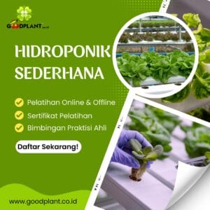 Hidroponik Sederhana