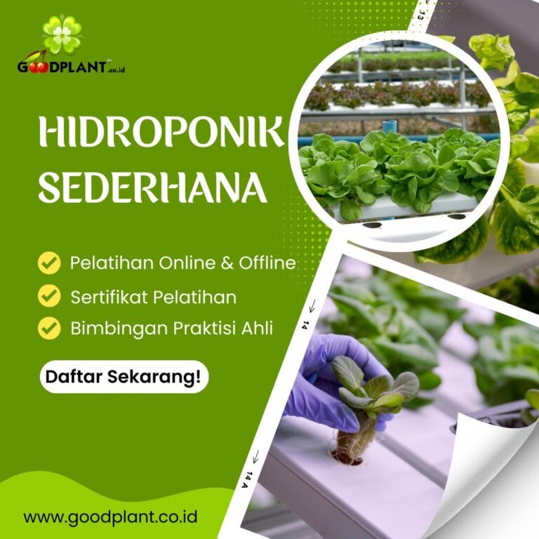 Hidroponik Sederhana
