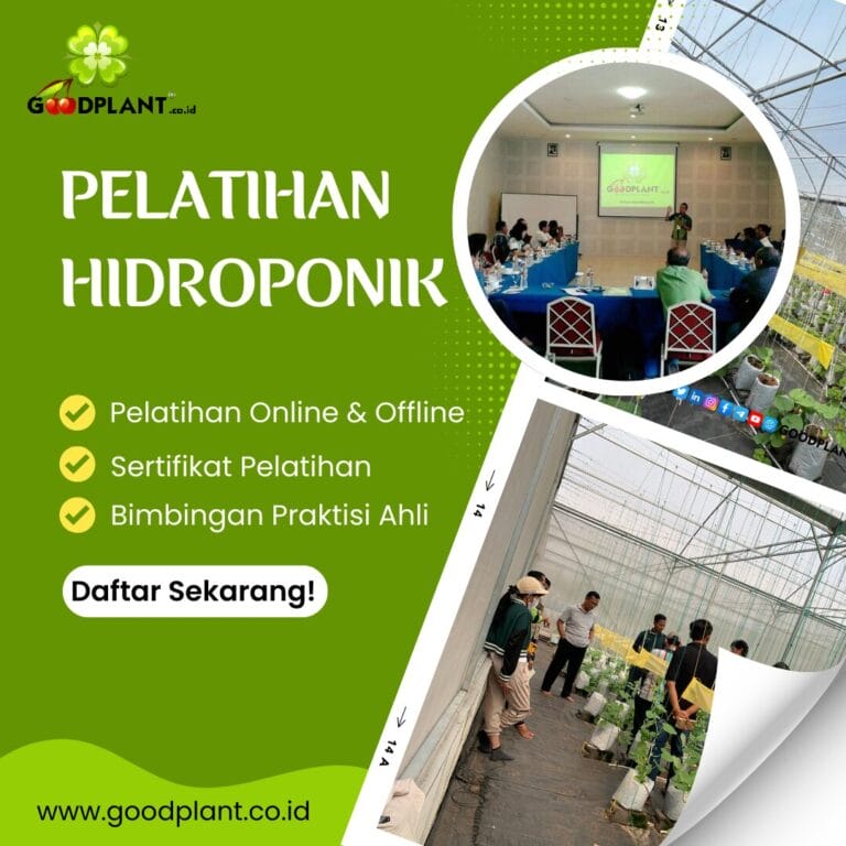 Pelatihan Hidroponik | Solusi Bertani Modern dan Efisien - CV GOODPLANT Indonesia Pelatihan Hidroponik