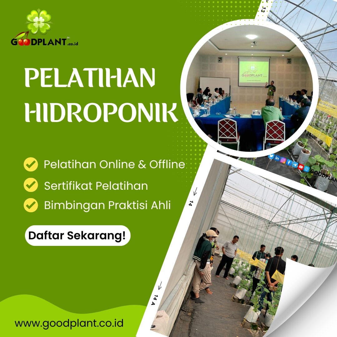 Pelatihan Hidroponik | Solusi Bertani Modern dan Efisien - CV GOODPLANT Indonesia Pelatihan Hidroponik