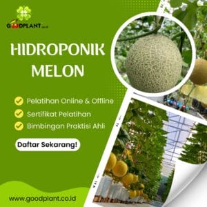 hidroponik melon