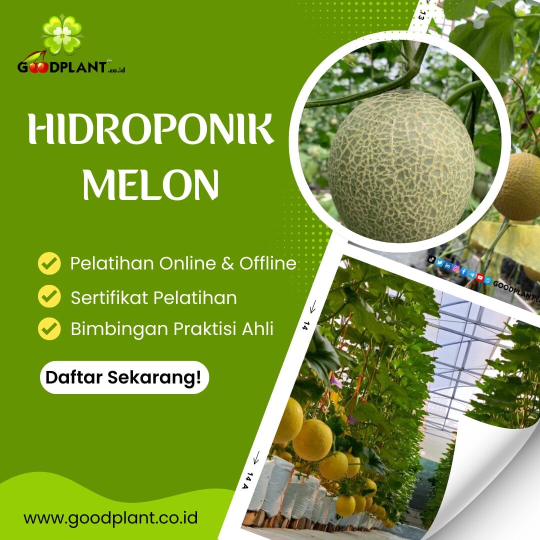 Cara Budidaya Hidroponik Melon Premium! - CV GOODPLANT Indonesia hidroponik melon