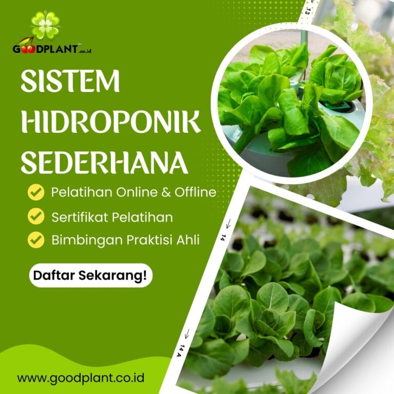 Sistem Hidroponik sederhana