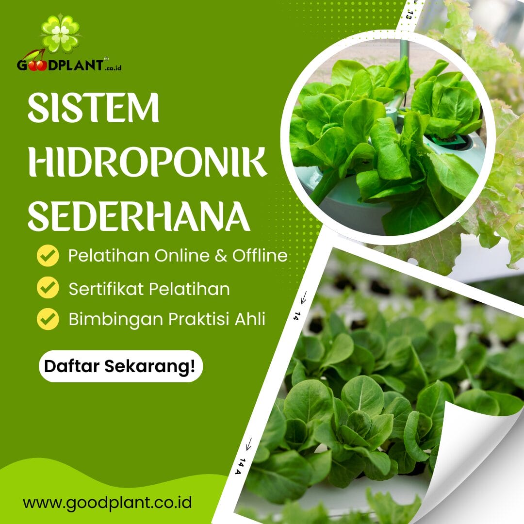 Sistem Hidroponik sederhana