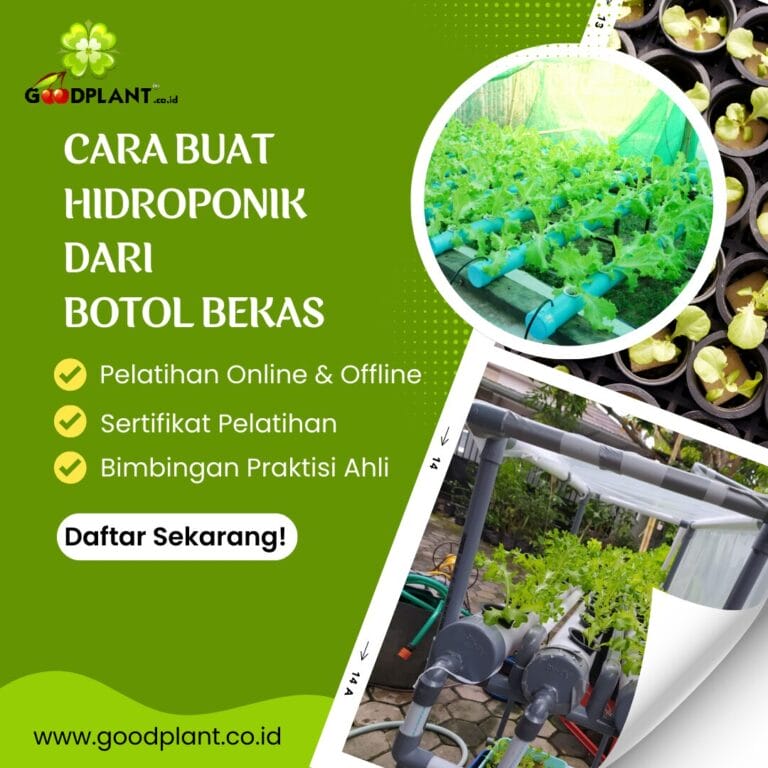 8 Langkah Praktis Cara Buat Hidroponik Dari Botol Bekas - CV GOODPLANT Indonesia cara buat hidroponik dari botol bekas
