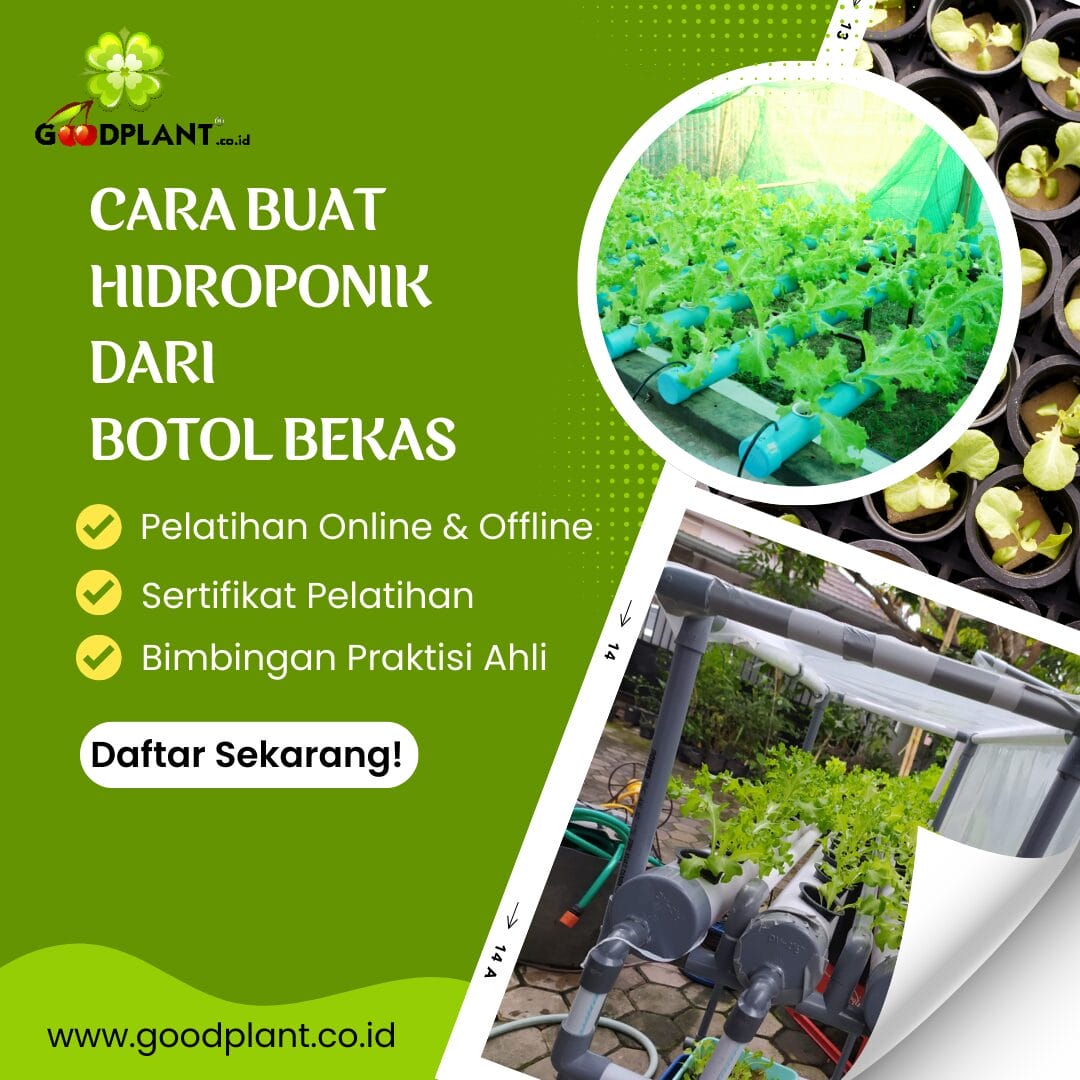 8 Langkah Praktis Cara Buat Hidroponik Dari Botol Bekas - CV GOODPLANT Indonesia cara buat hidroponik dari botol bekas