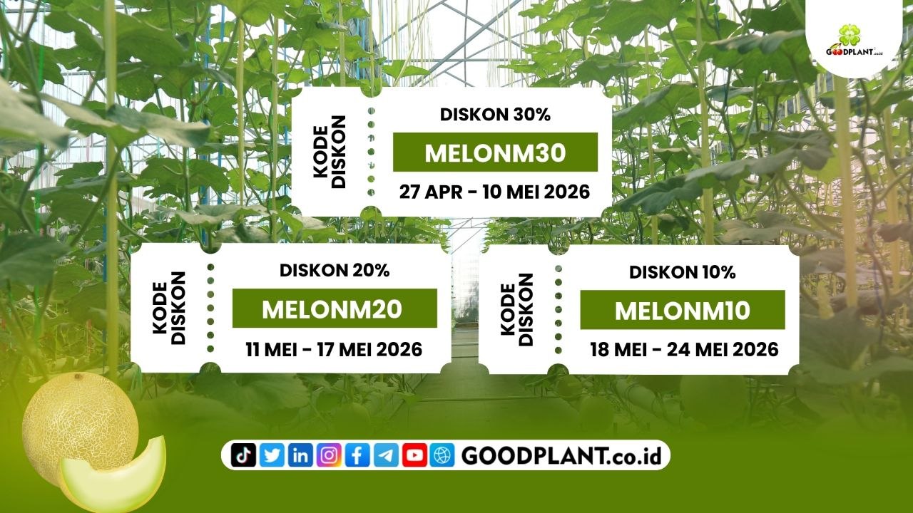 Pelatihan Hidroponik Melon OFFLINE Mei 2026 - CV GOODPLANT Indonesia Pelatihan Hidroponik Melon OFFLINE Mei 2026 - CV GOODPLANT Indonesia