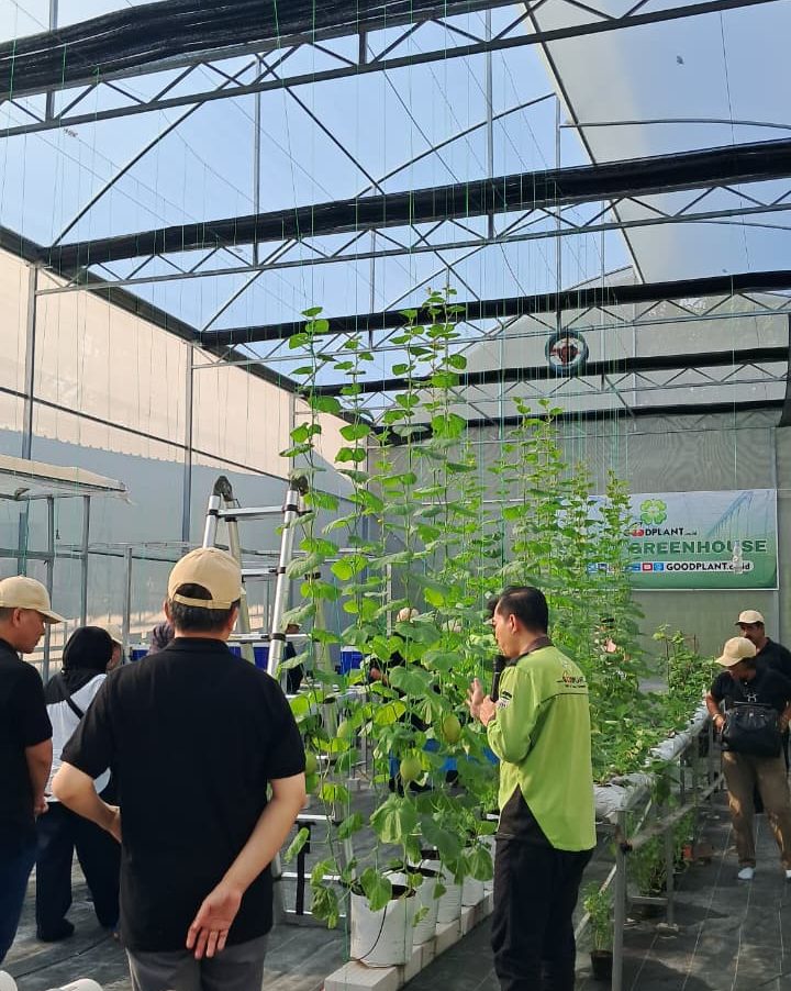 Cara Menanam Melon bagi Pemula agar Cepat Panen - CV GOODPLANT Indonesia Kunjungan Petrogas ke GOODPLANT Indonesia