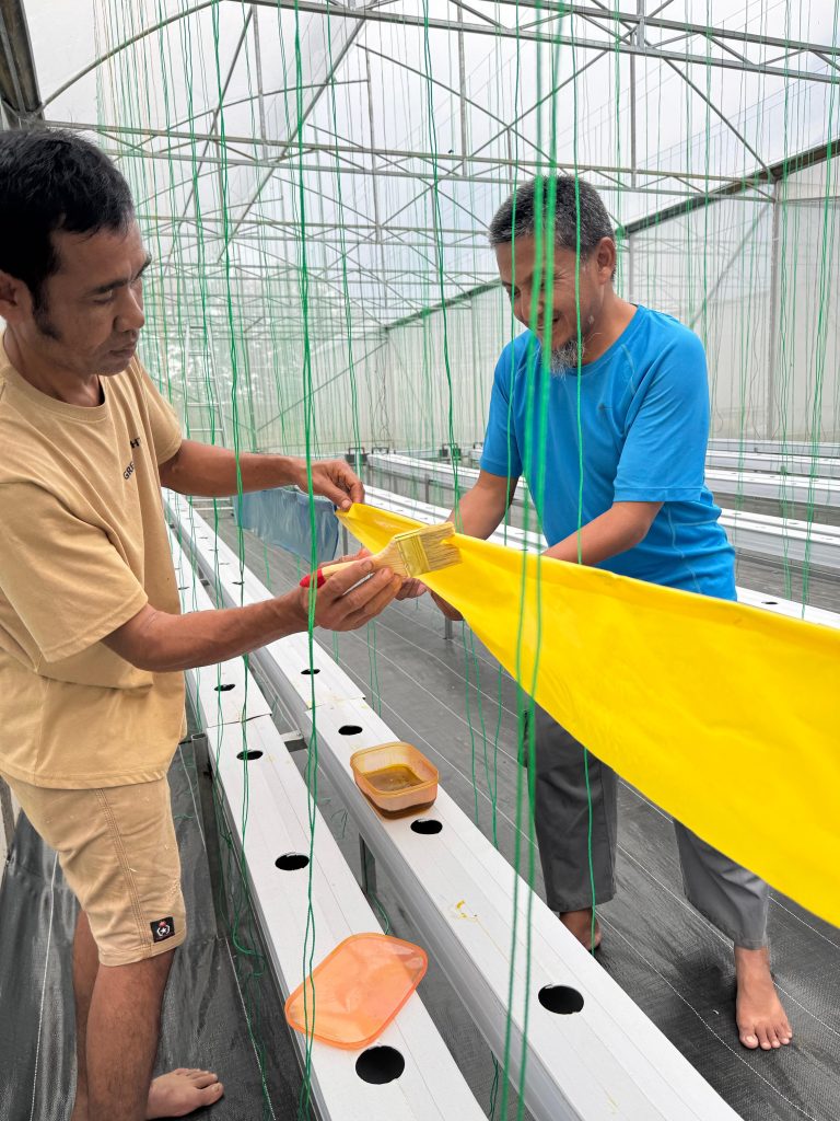 yellow trap hidroponik