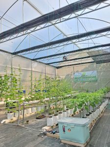 Ilustrasi Greenhouse