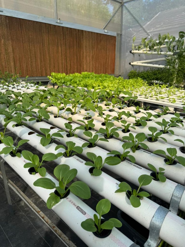Solusi Tepat Mengatasi Overdosis Nutrisi pada Tanaman Hidroponik - CV GOODPLANT Indonesia Instalasi Hidroponik