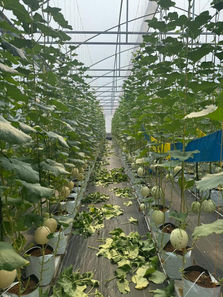 Hama dan Penyakit Melon