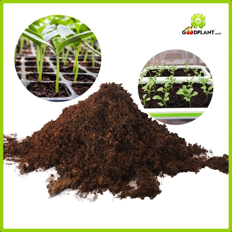 Peat Moss